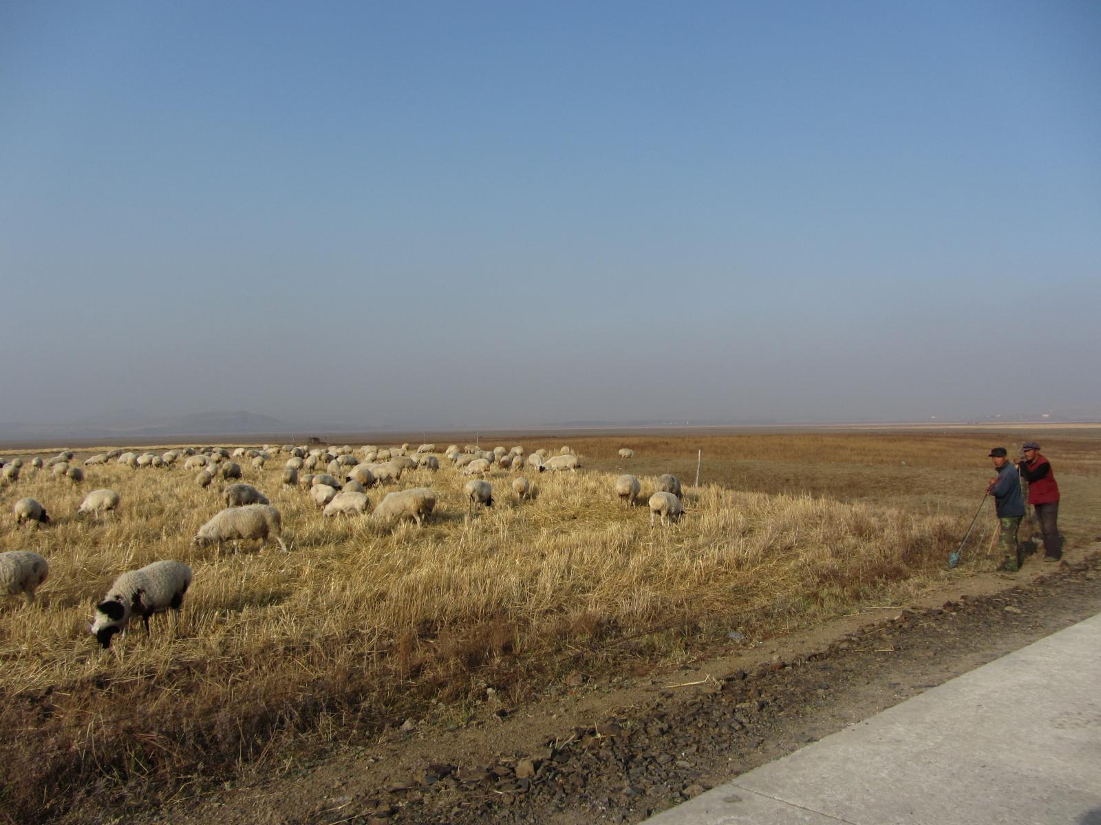 Des paysans et leurs moutons